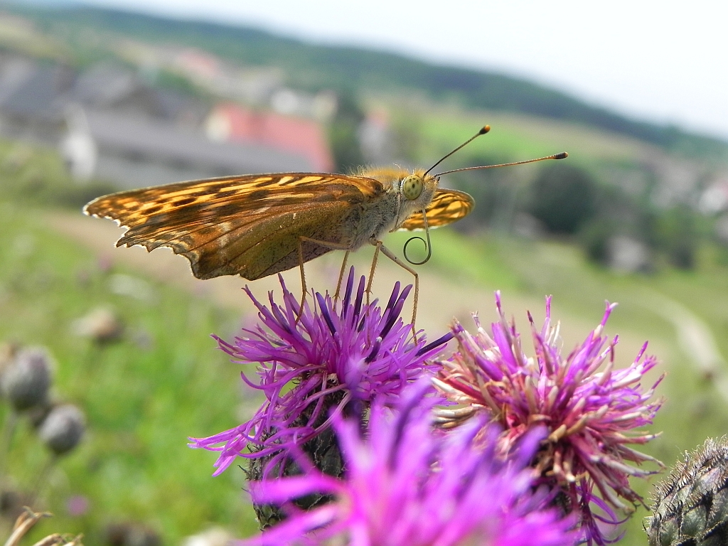 Dostojka laodyce (Argynnis laodice)