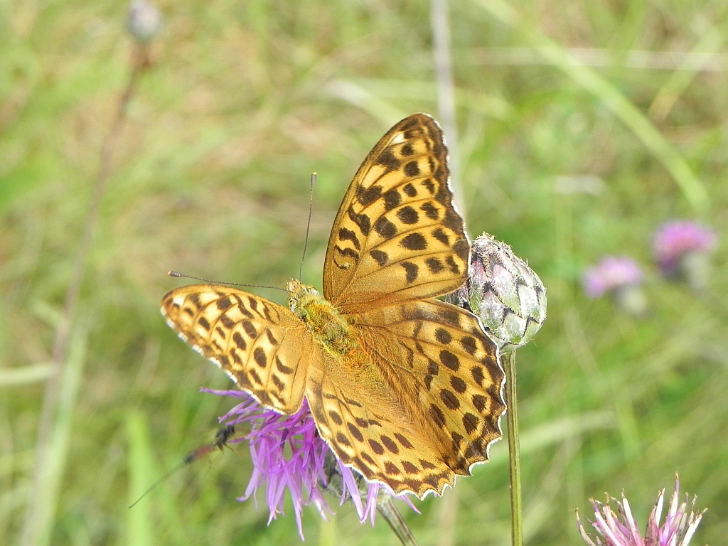 Dostojka laodyce (Argynnis laodice)