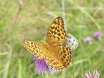 Dostojka laodyce (Argynnis laodice)