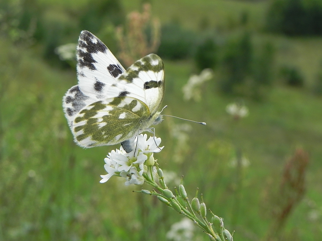 Bielinek rukiewnik (Pontia edusa)