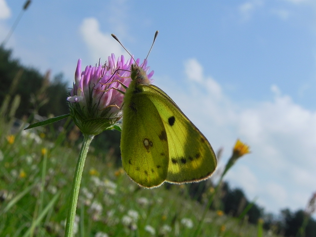 Szlaczkoń siarecznik (Colias hyale)