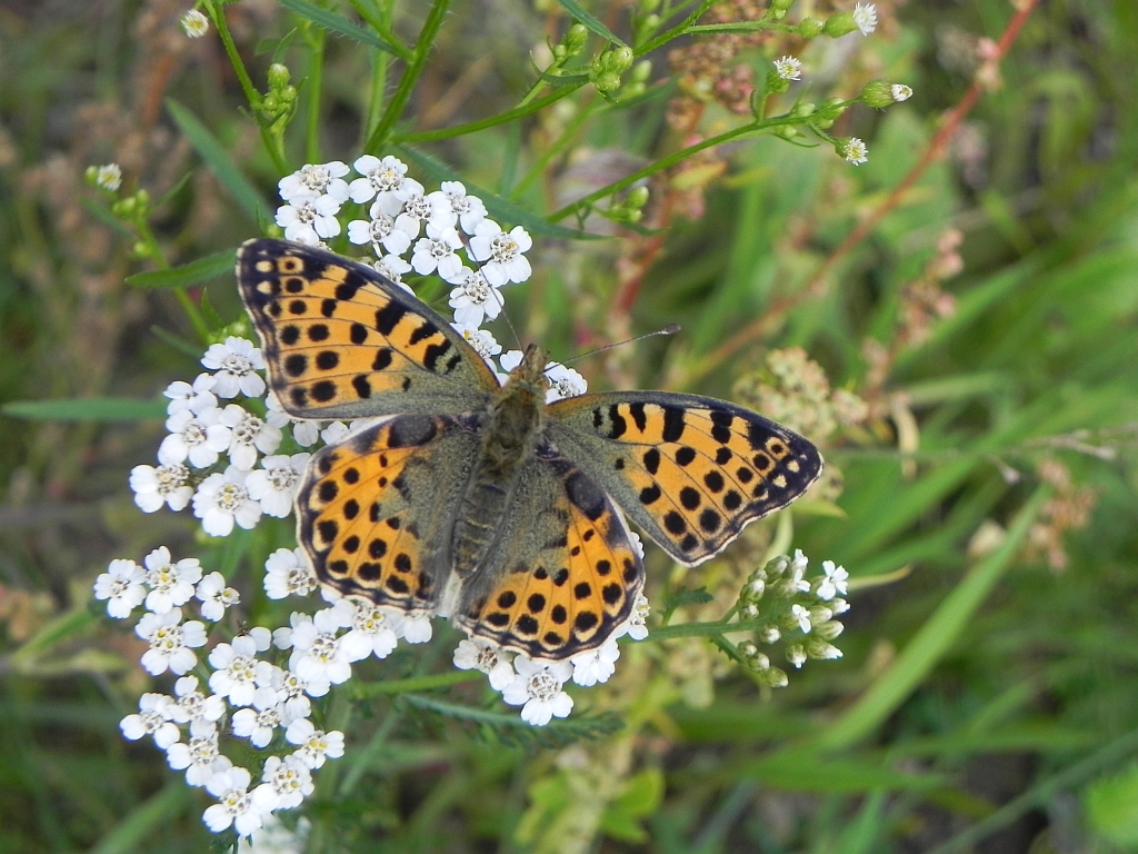 Dostojka latonia (Issoria lathonia)