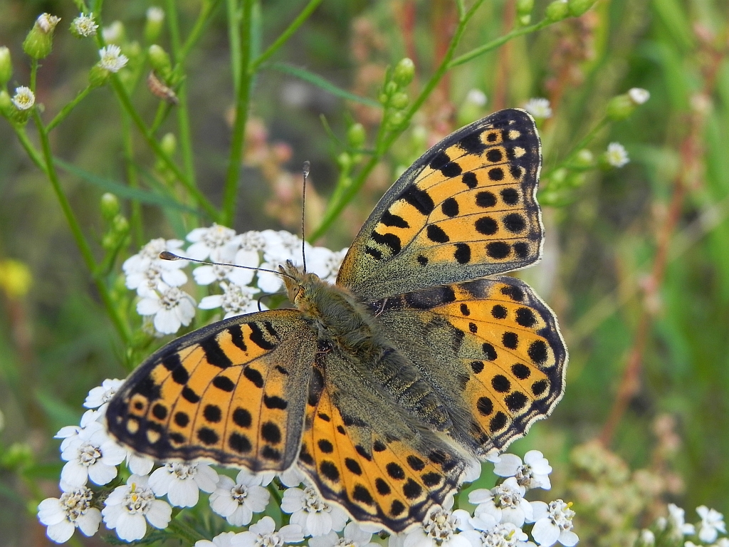 Dostojka latonia (Issoria lathonia)