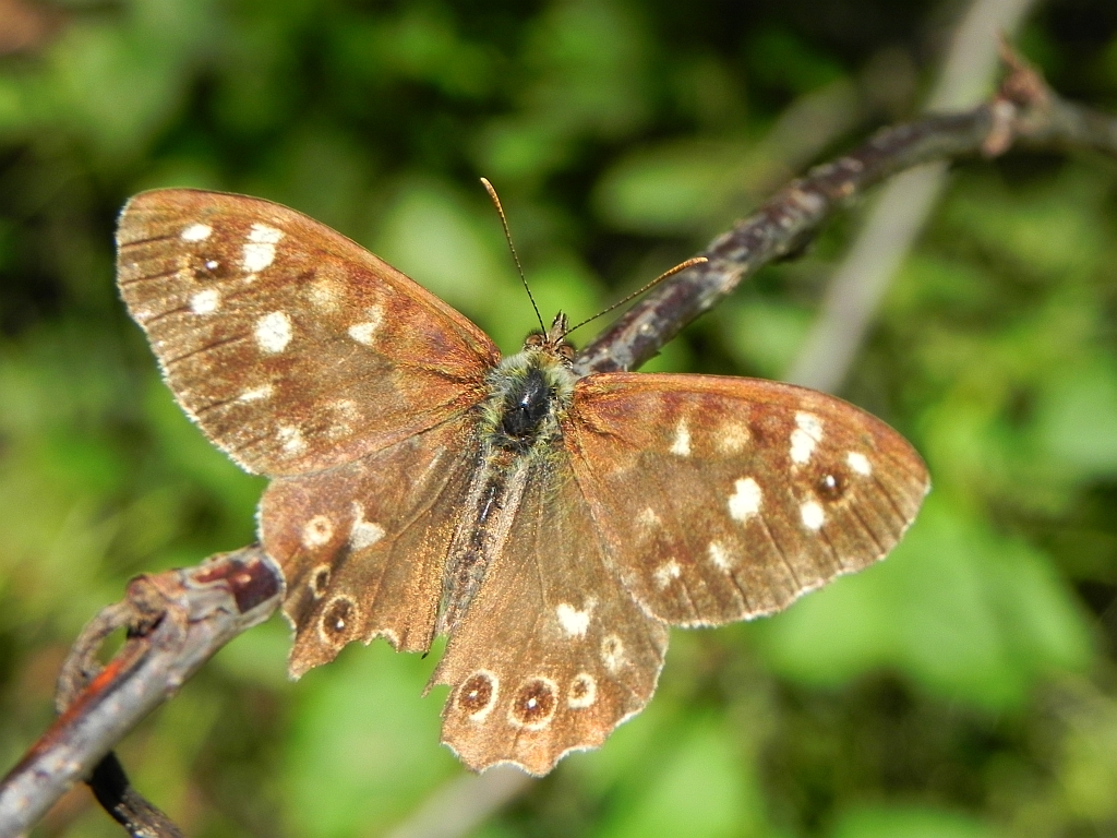 Osadnik egeria (Pararge aegeria)