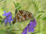 Dostojka eufrozyna (Boloria euphrosyne)