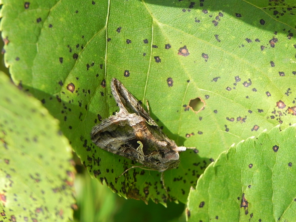 Błyszczka jarzynówka (Autographa gamma)