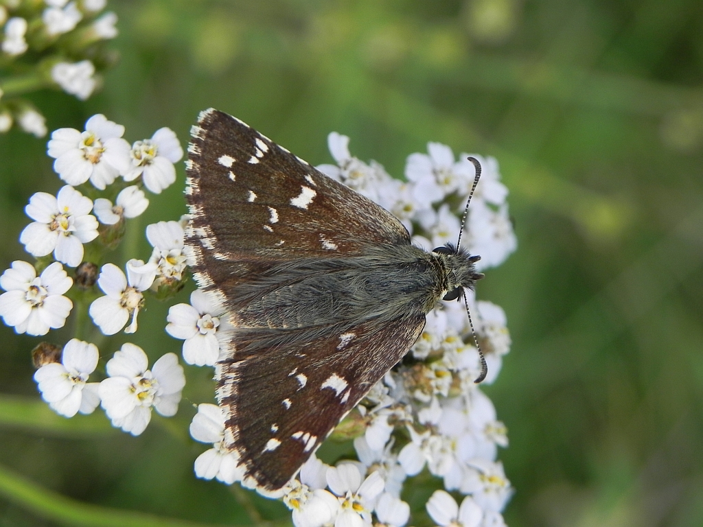 Powszelatek alweus (Pyrgus alveus)