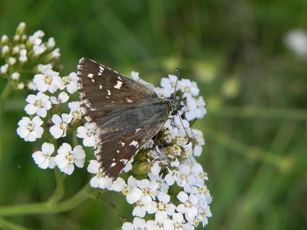 Powszelatek alweus (Pyrgus alveus)