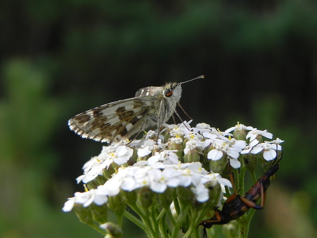Powszelatek alweus (Pyrgus alveus)