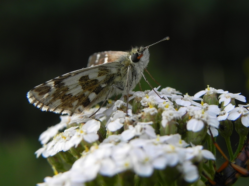 Powszelatek alweus (Pyrgus alveus)