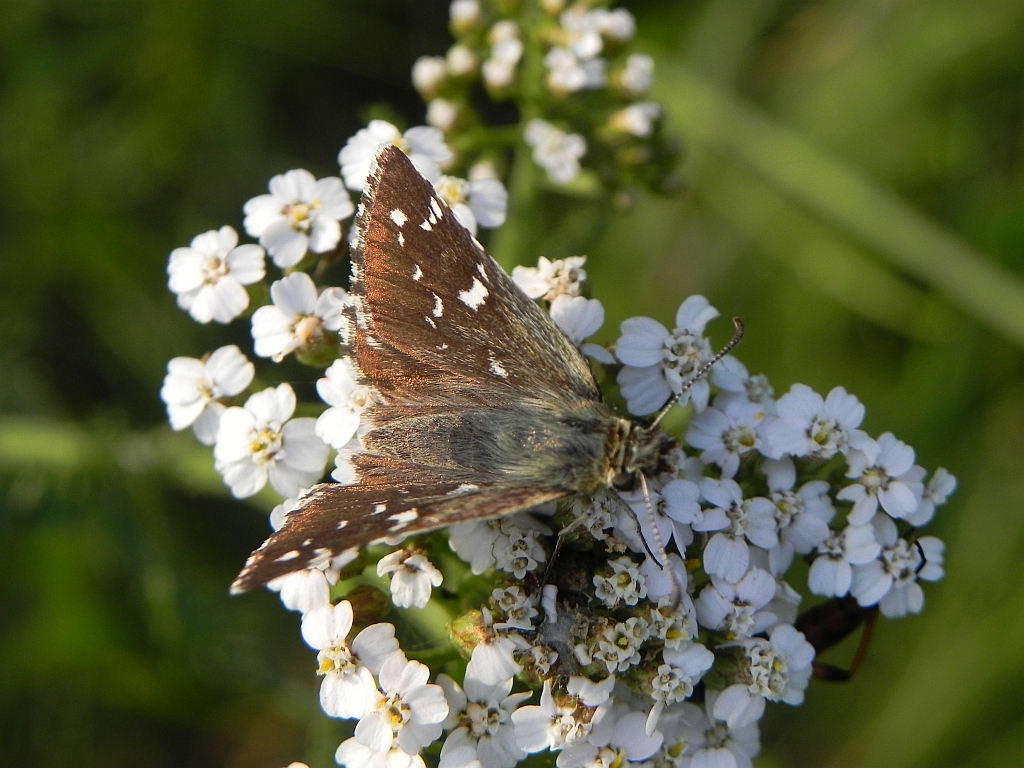 Powszelatek alweus (Pyrgus alveus)