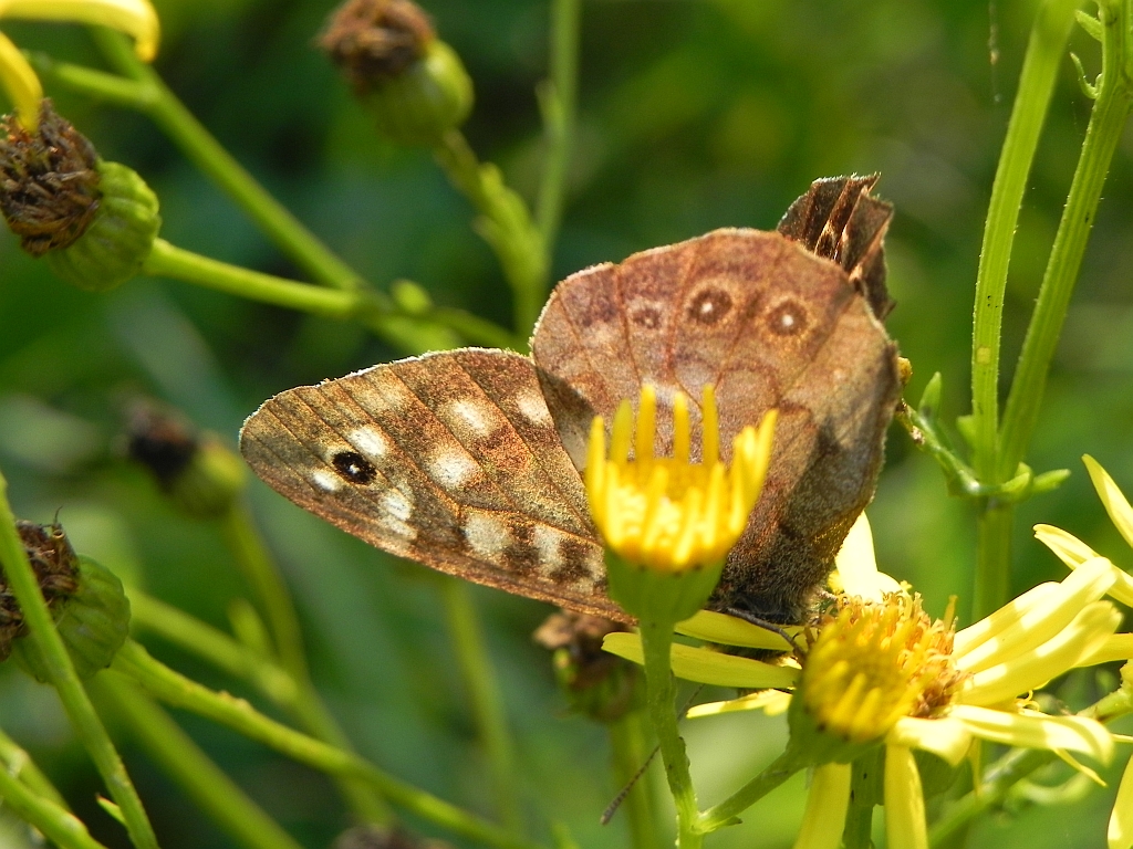 Osadnik egeria (Pararge aegeria)