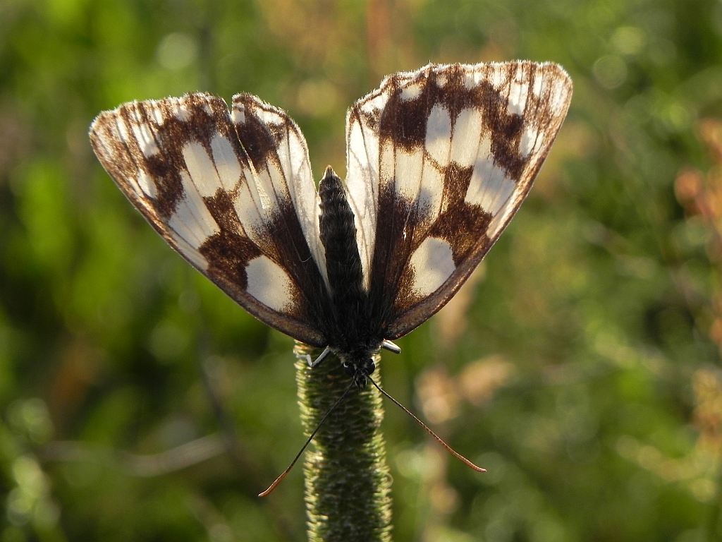 Polowiec szachownica (Melanargia galathea syn. Agapetes galathea)