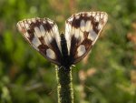 Polowiec szachownica (Melanargia galathea syn. Agapetes galathea)