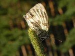 Polowiec szachownica (Melanargia galathea syn. Agapetes galathea)