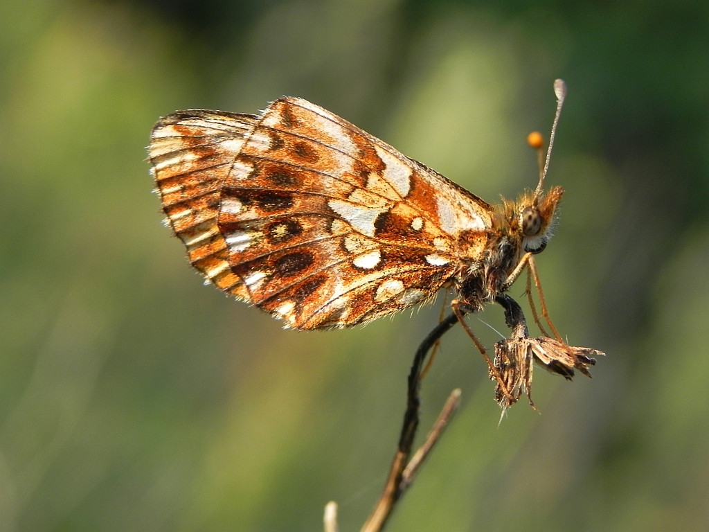 Dostojka dia (Boloria dia, Clossiana dia):