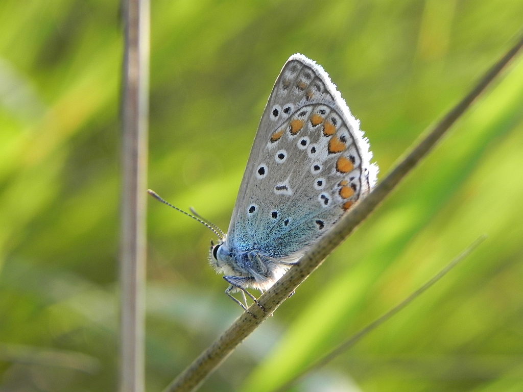 Modraszek ikar (mnogooczak ikar) (Polyommatus icarus)