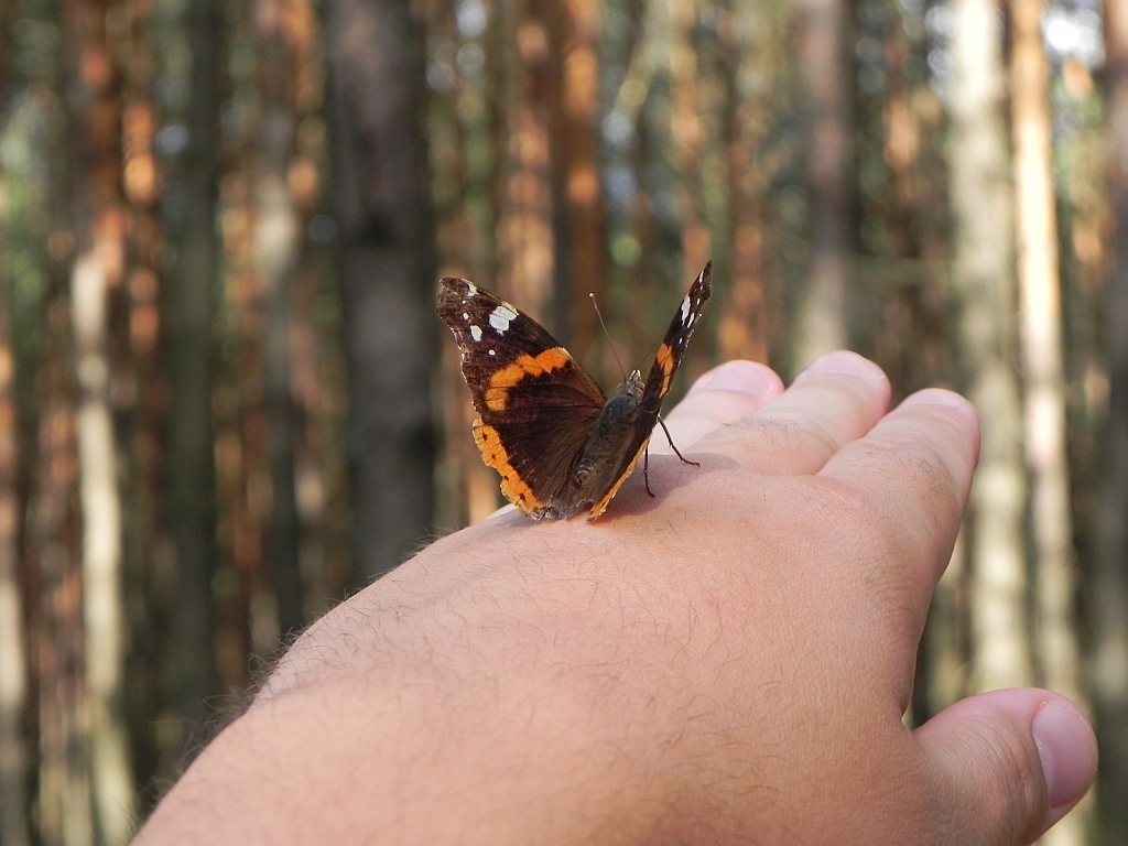Rusałka admirał (Vanessa atalanta)