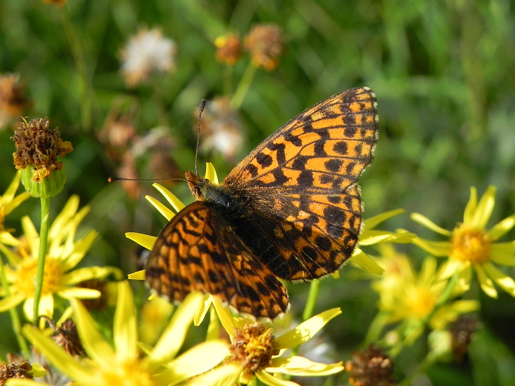 Dostojka dia (Boloria dia)