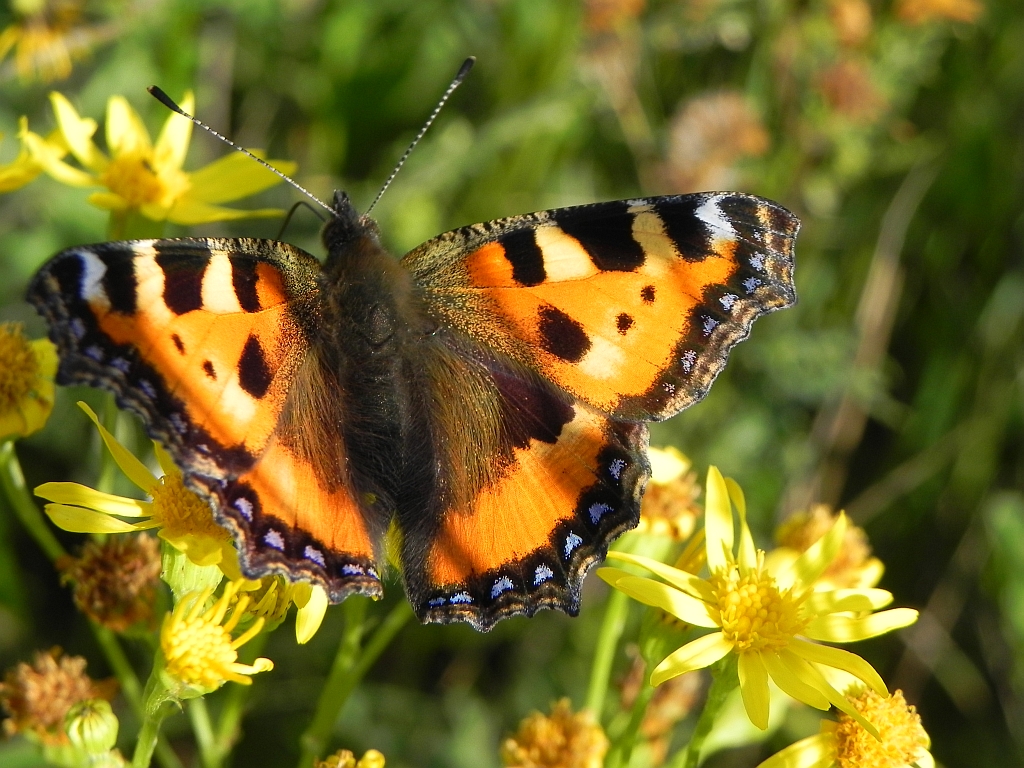 Rusałka pokrzywnik (Aglais urticae)