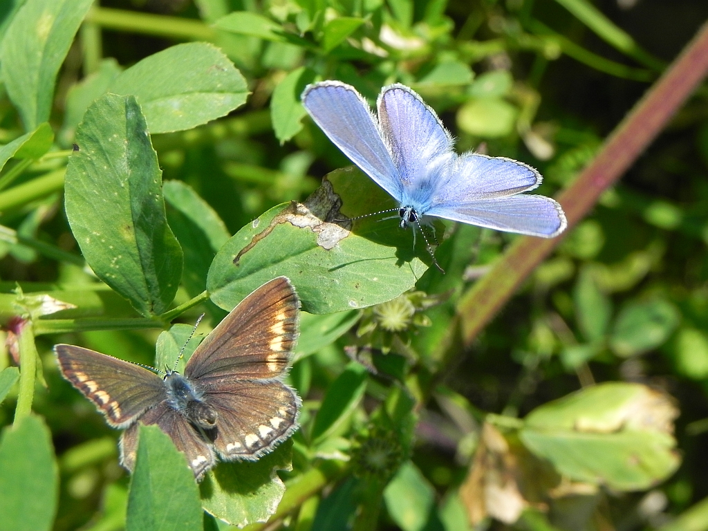Modraszek ikar (Polyommatus icarus)