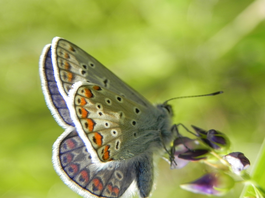 Modraszek ikar (Polyommatus icarus)