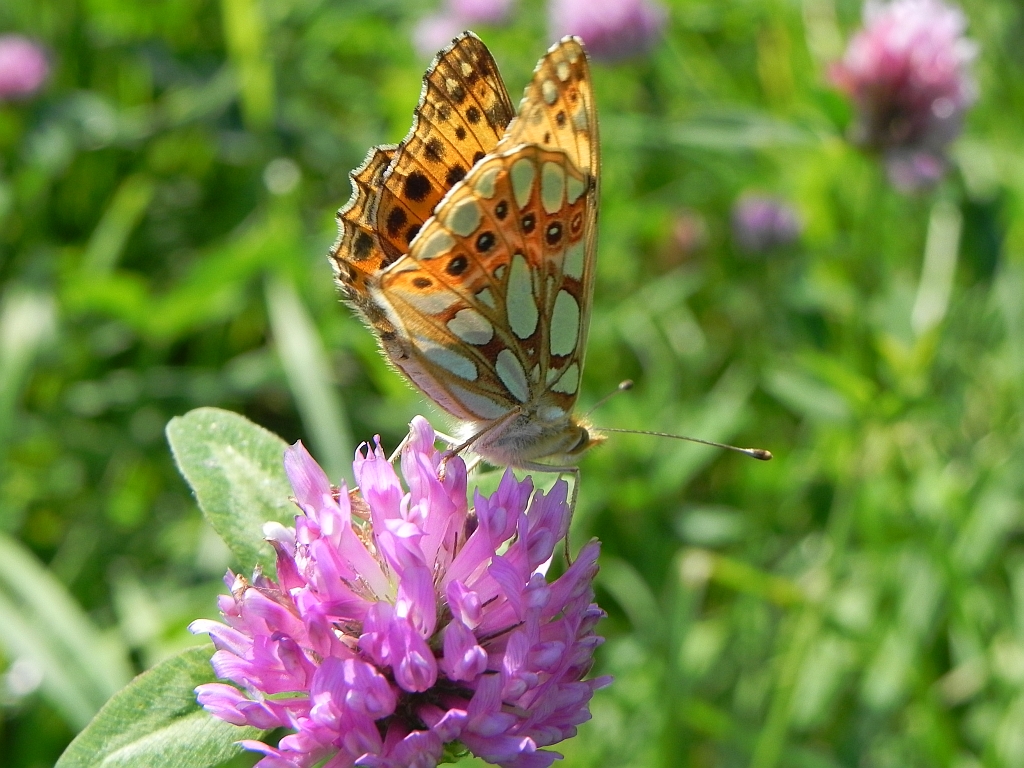 Dostojka latonia (Issoria lathonia)