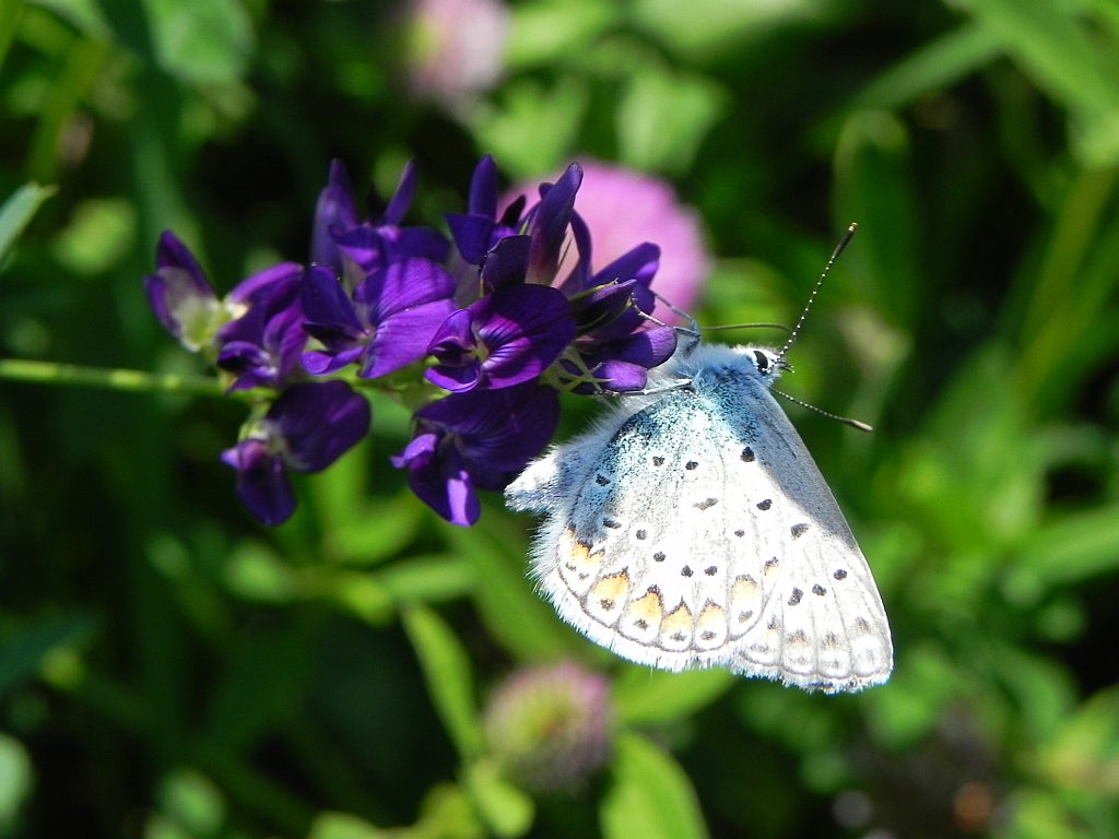 Modraszek ikar, mnogooczak ikar (Polyommatus icarus)