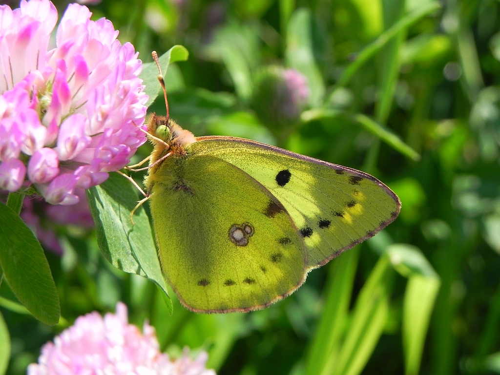 Szlaczkoń siarecznik (Colias hyale)
