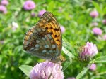Dostojka adype (Argynnis adippe)