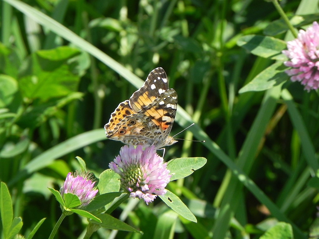 Rusałka osetnik (Vanessa cardui, syn. Cynthia cardui)