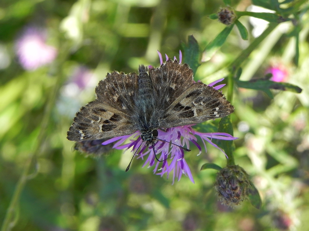 Warcabnik ślazowiec (carcharodus alceae).