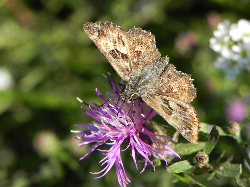 Warcabnik ślazowiec (carcharodus alceae).