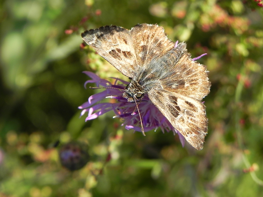 Warcabnik ślazowiec (carcharodus alceae).