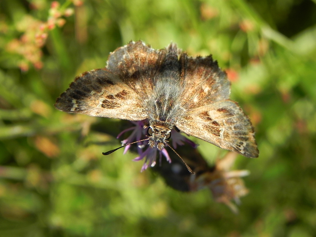 Warcabnik ślazowiec (carcharodus alceae).