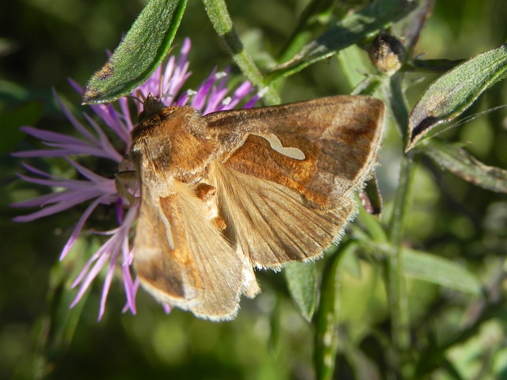 Błyszczka kroplówka (Macdunnoughia confusa)