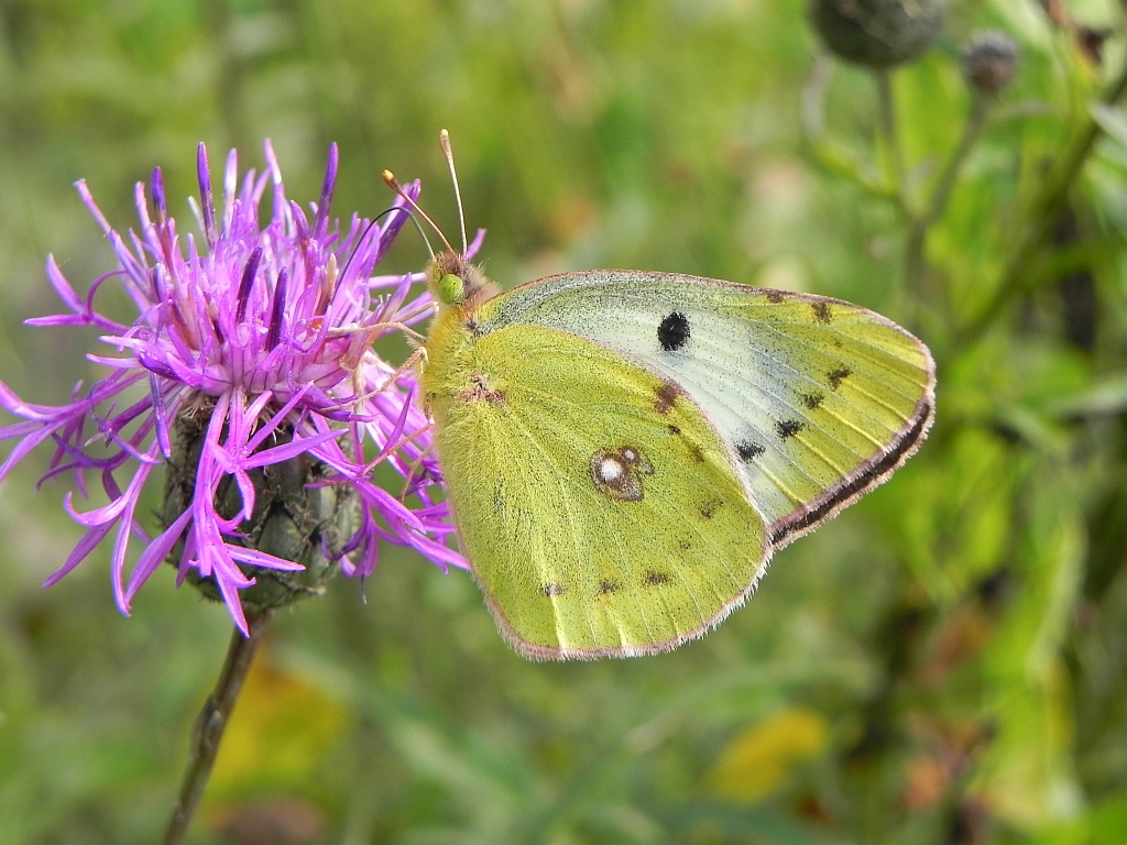 Szlaczkoń sylwetnik (Colias croceus)