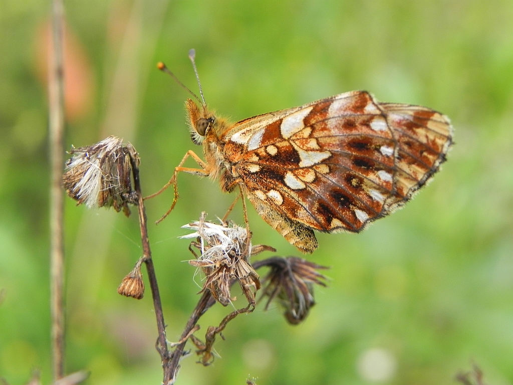 Dostojka dia (Boloria dia)