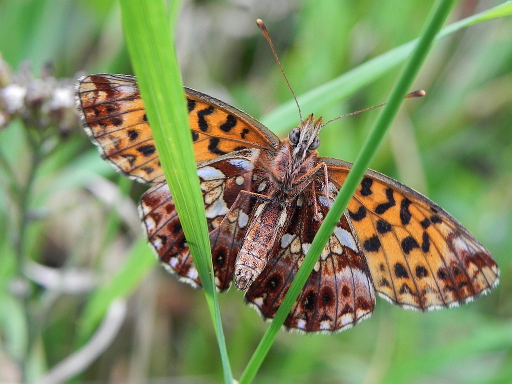 Dostojka dia (Boloria dia)