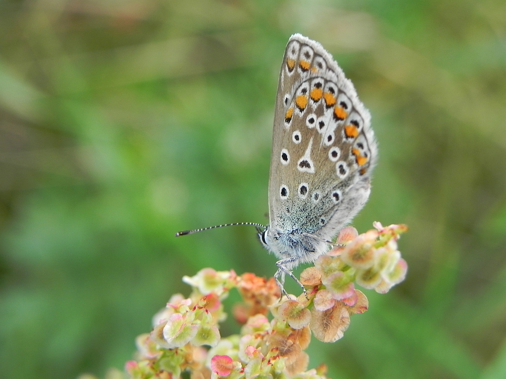 Modraszek ikar (mnogooczak ikar) (Polyommatus icarus)