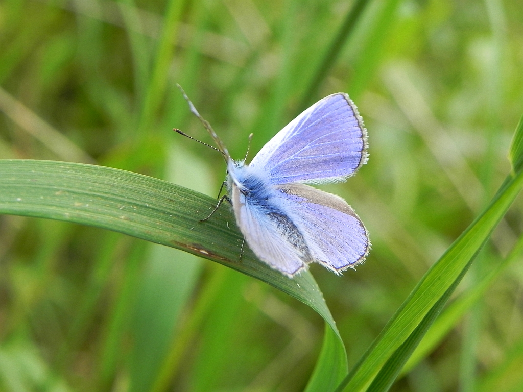 Modraszek ikar (mnogooczak ikar) (Polyommatus icarus)