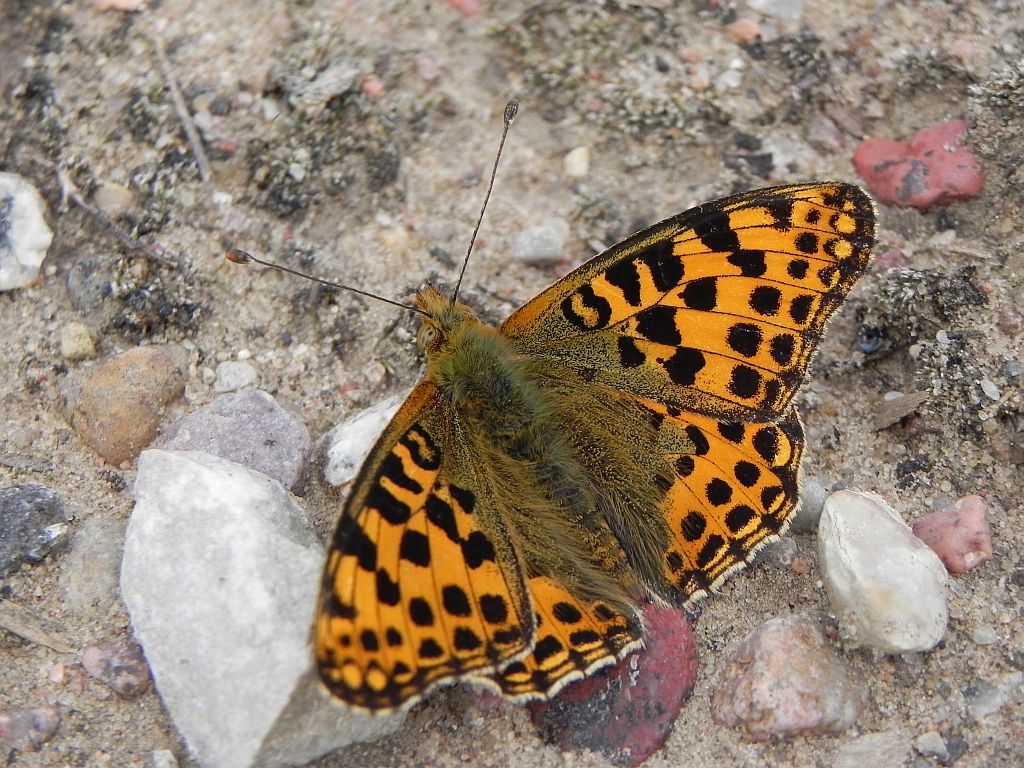 Dostojka latonia (Issoria lathonia)