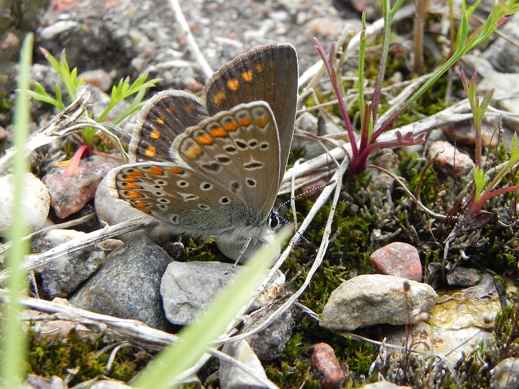 Modraszek ikar (mnogooczak ikar) (Polyommatus icarus)