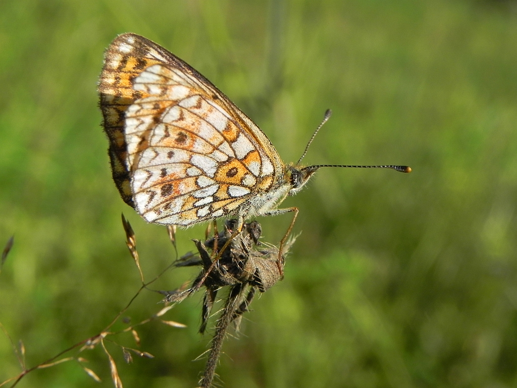 Dostojka selene (Boloria selene)