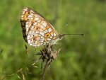 Dostojka selene (Boloria selene)