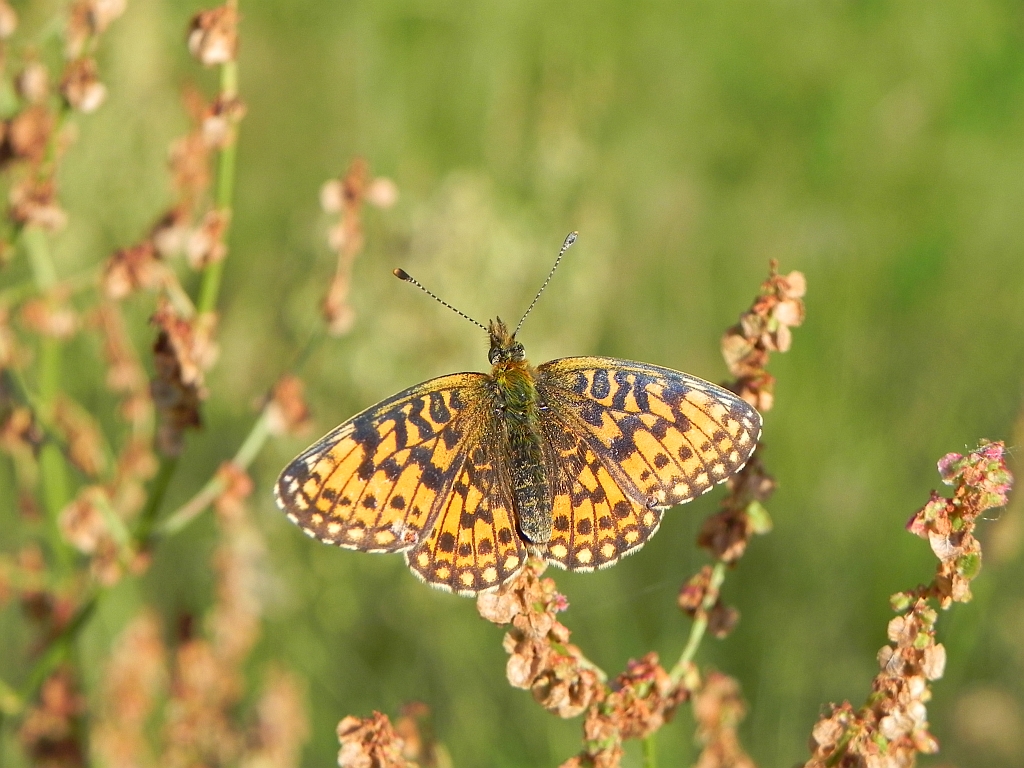 Dostojka selene (Boloria selene)