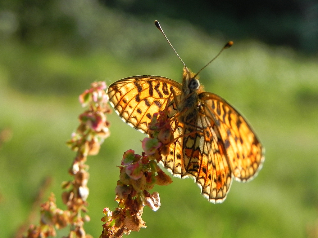 Dostojka selene (Boloria selene)