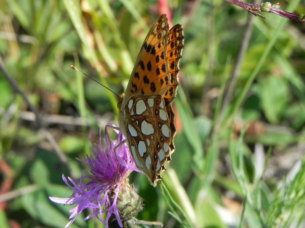Dostojka latonia (Issoria lathonia)