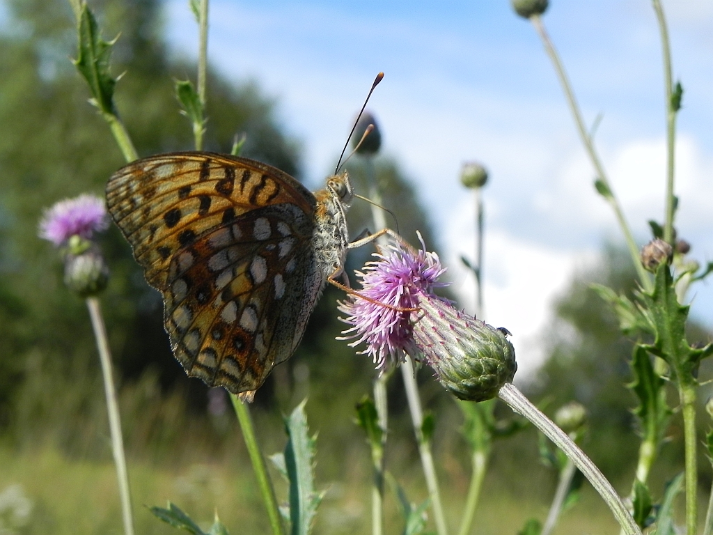 Dostojka adype (Argynnis adippe)