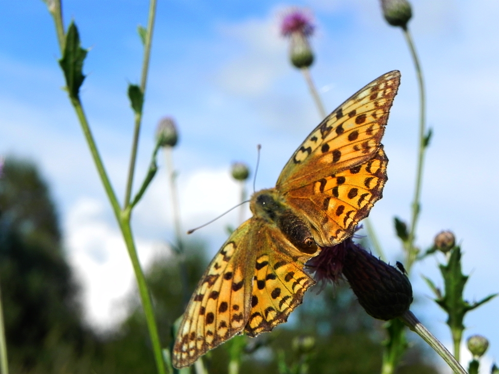 Dostojka adype (Argynnis adippe)